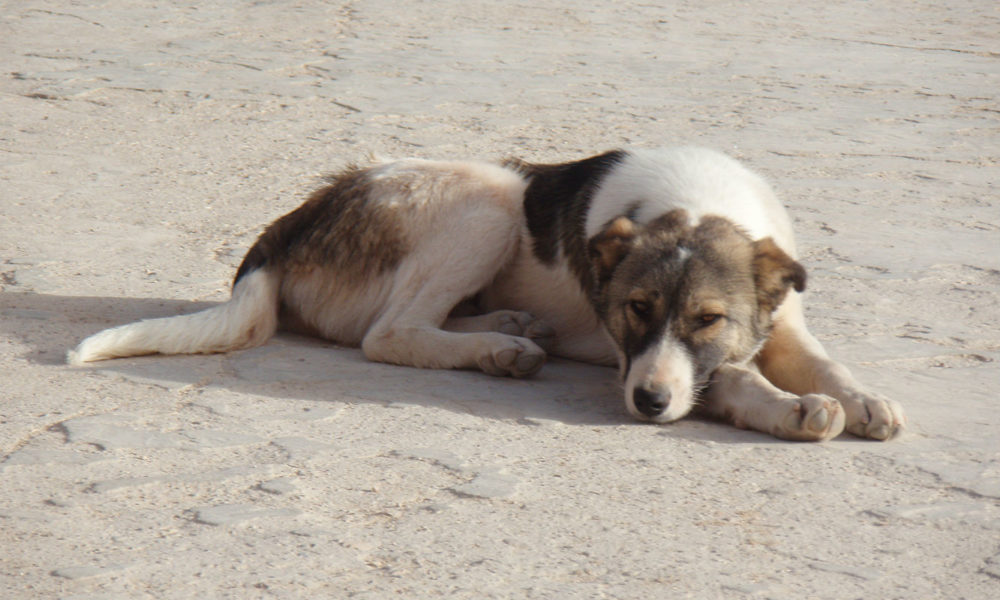 Cão Abandonado